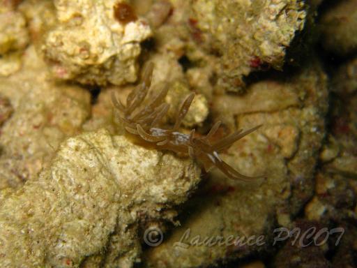 Phyllodesmium colemani 1.JPG - Philippines - les Visayas